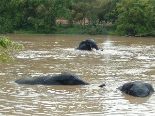 Elephants